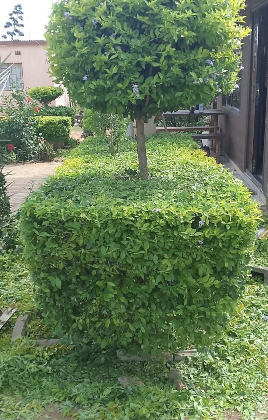 Paysagiste & Jardinage en Suisse romande | DS Services whatsapp image 2026 04 11 at 14.46.12